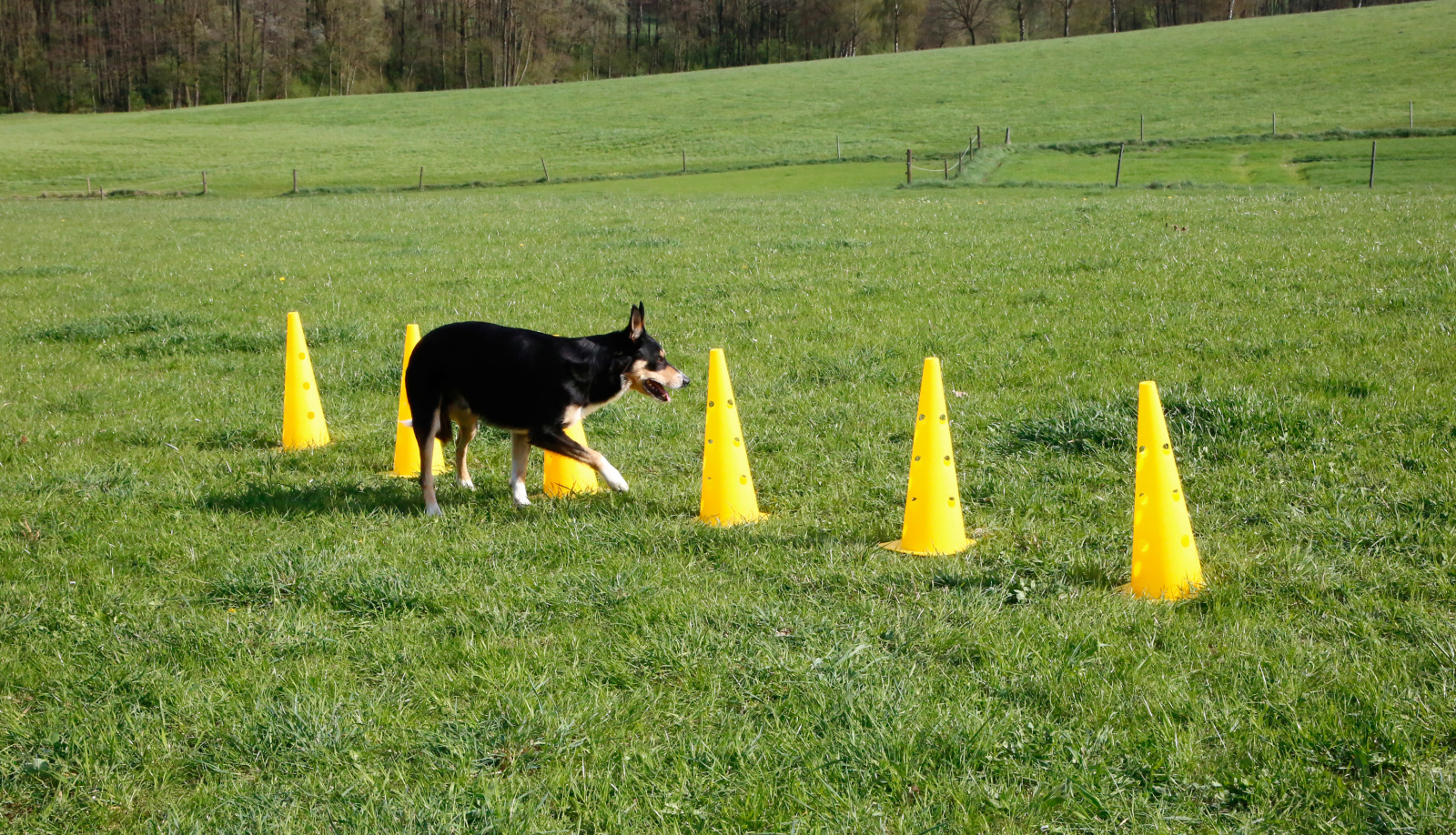 Kerbl Dog Training Agility set ostacoli 6 paletti slalom