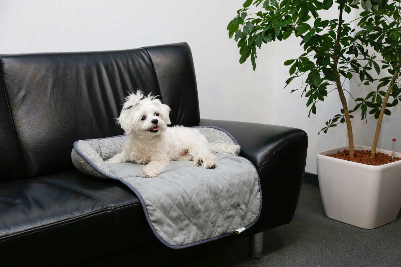 Kerbl Pet Emalia Couch Cushion cuccia cane divano poliestere