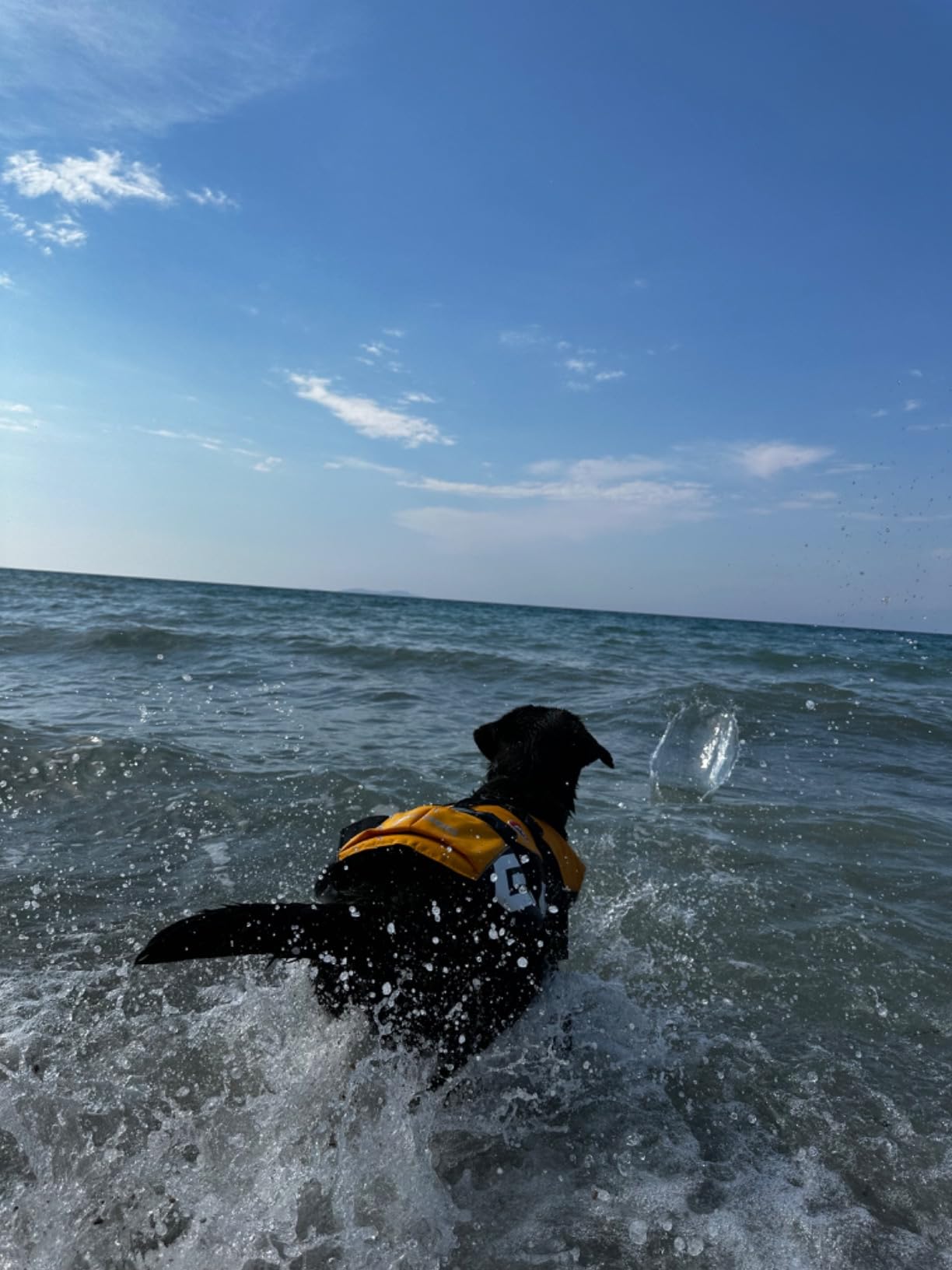 EzyDog Dog Life Jackets DFD salvagente cane L rosso