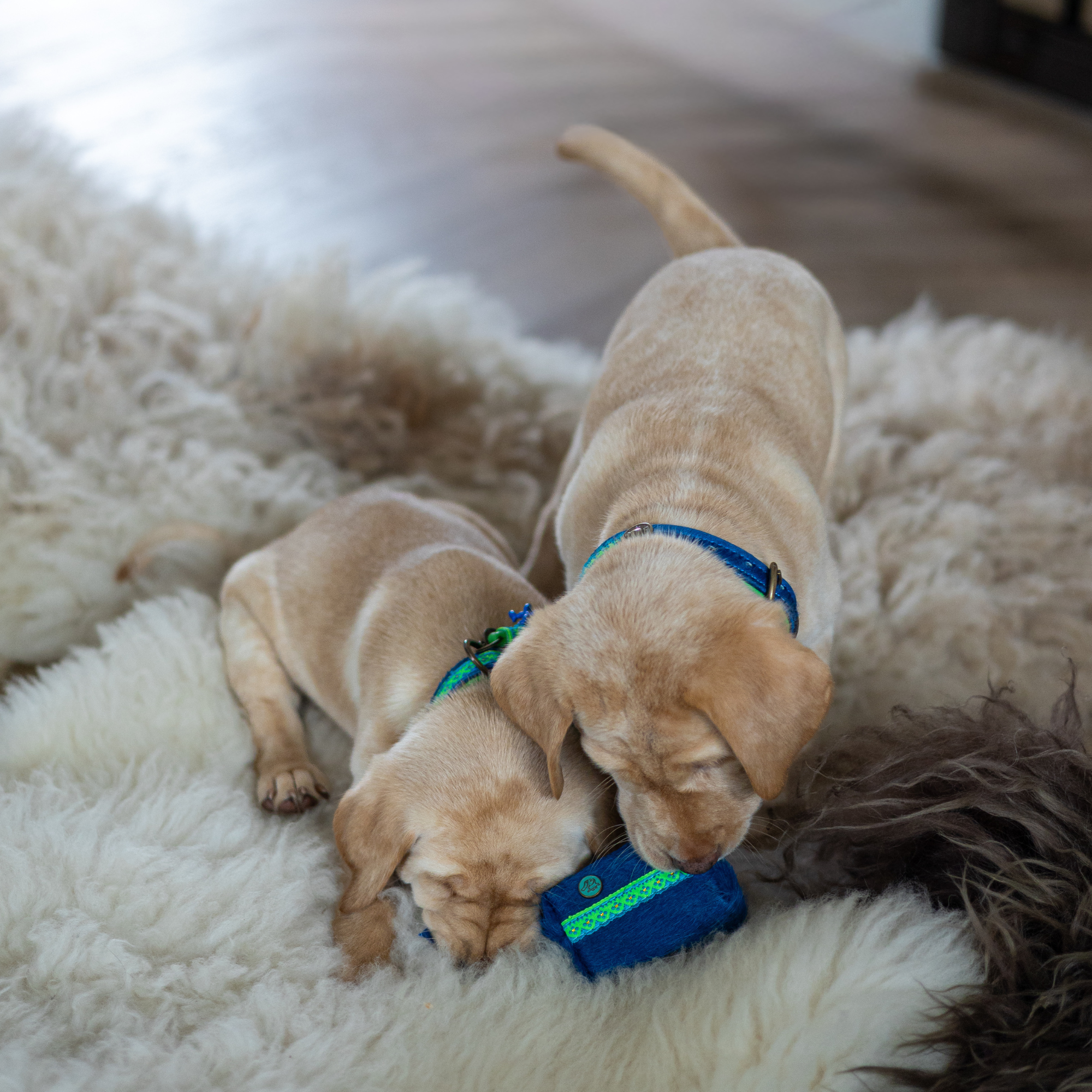 Dog with a Mission Zula porta sacchetti cane blu con moschettone