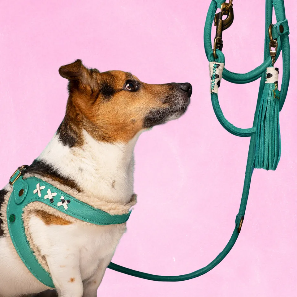 Dog with a Mission Frenkie pettorina cane 8 turchese 62,5-69 cm