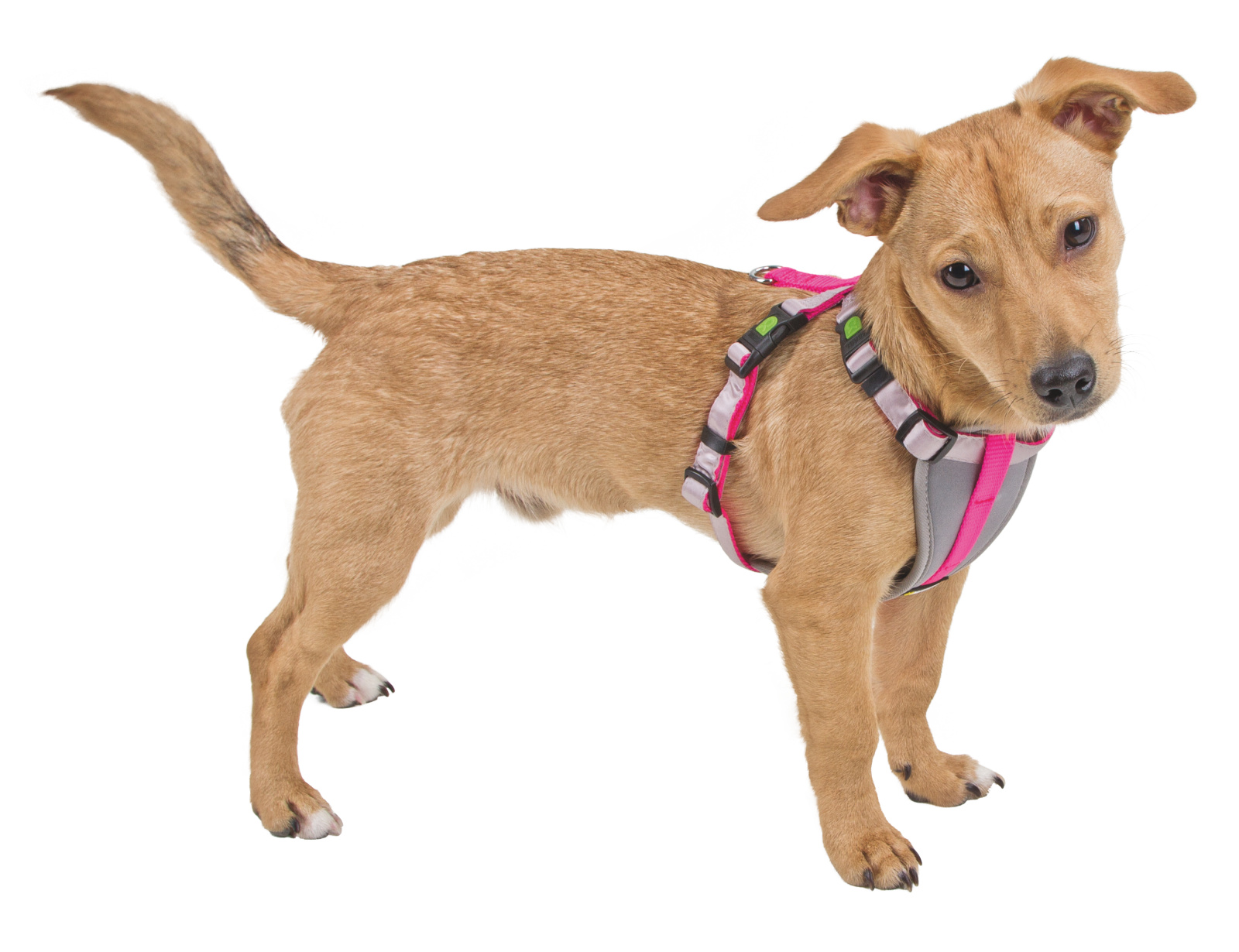 Kerbl Pet Harness Pettorina Cane Piccolo Nylon Imbottita Regolabile