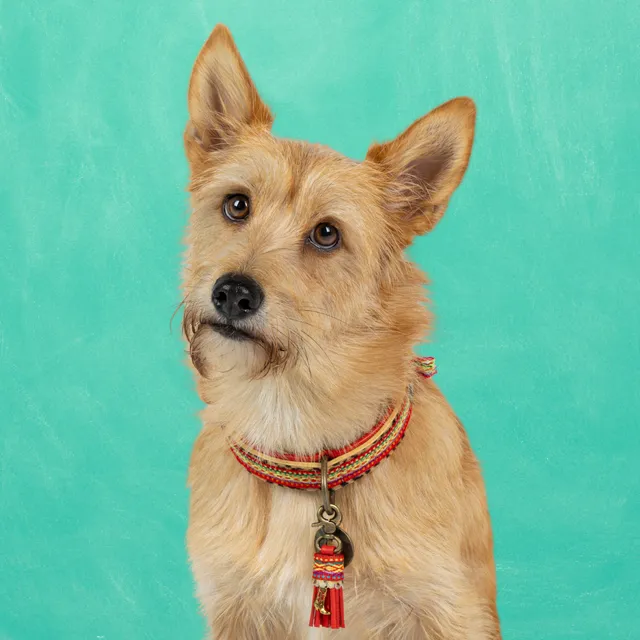 Dog with a Mission Gypsy collare cane S 30-33 cm rosso
