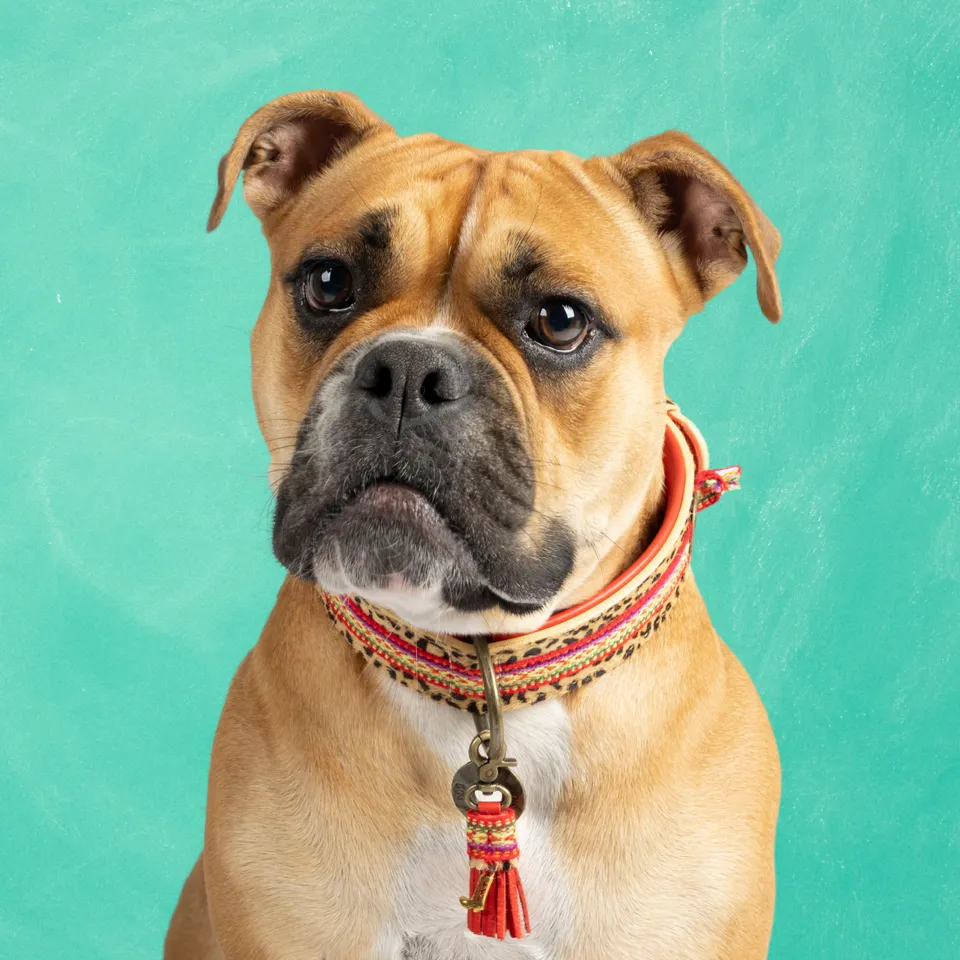 Dog with a Mission Gypsy collare cane L 40-47 cm rosso 4 cm