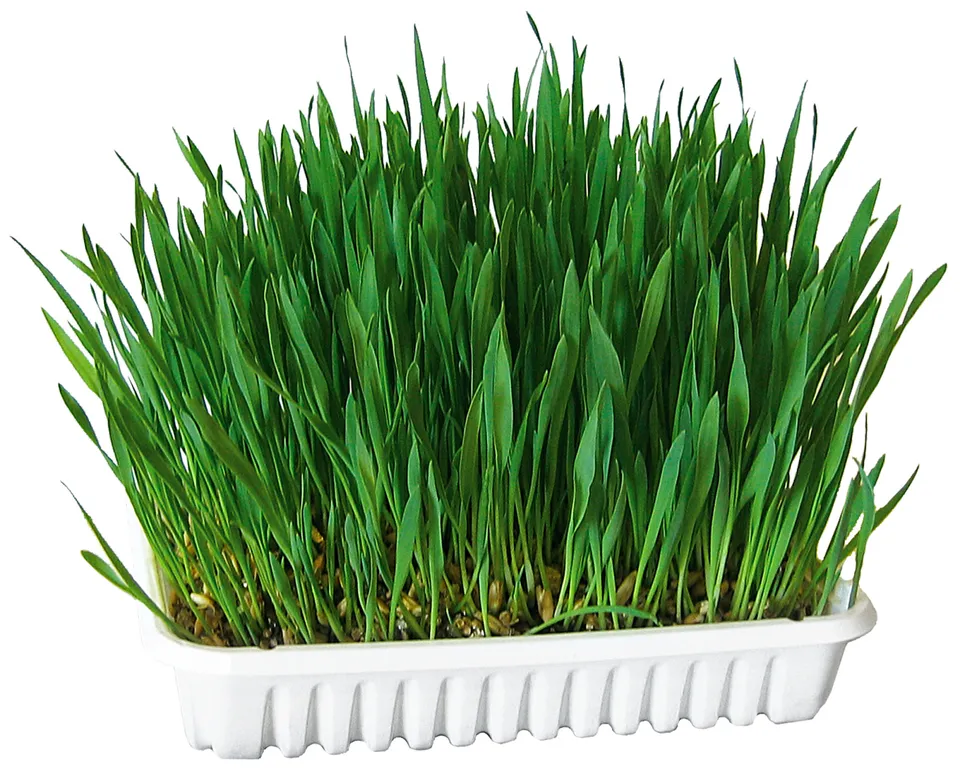 Kerbl Pet Cat Grass Erba Gatta Fresca Snack Gatti Da Coltivare