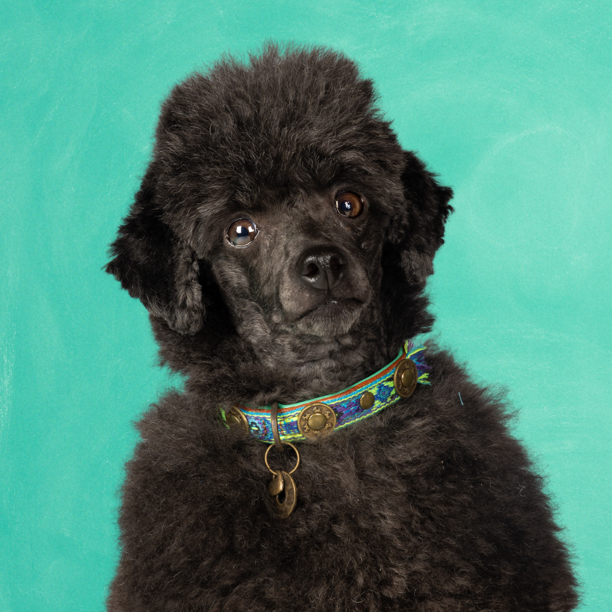 Dog with a Mission Boho Juan XXS collare cane pelle blu 22-24 cm