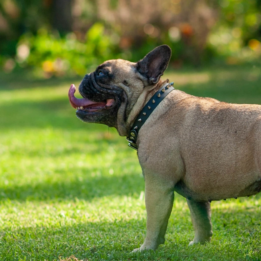Toscani Waterproof Collare Borchiato a Punta per Cani su Misura