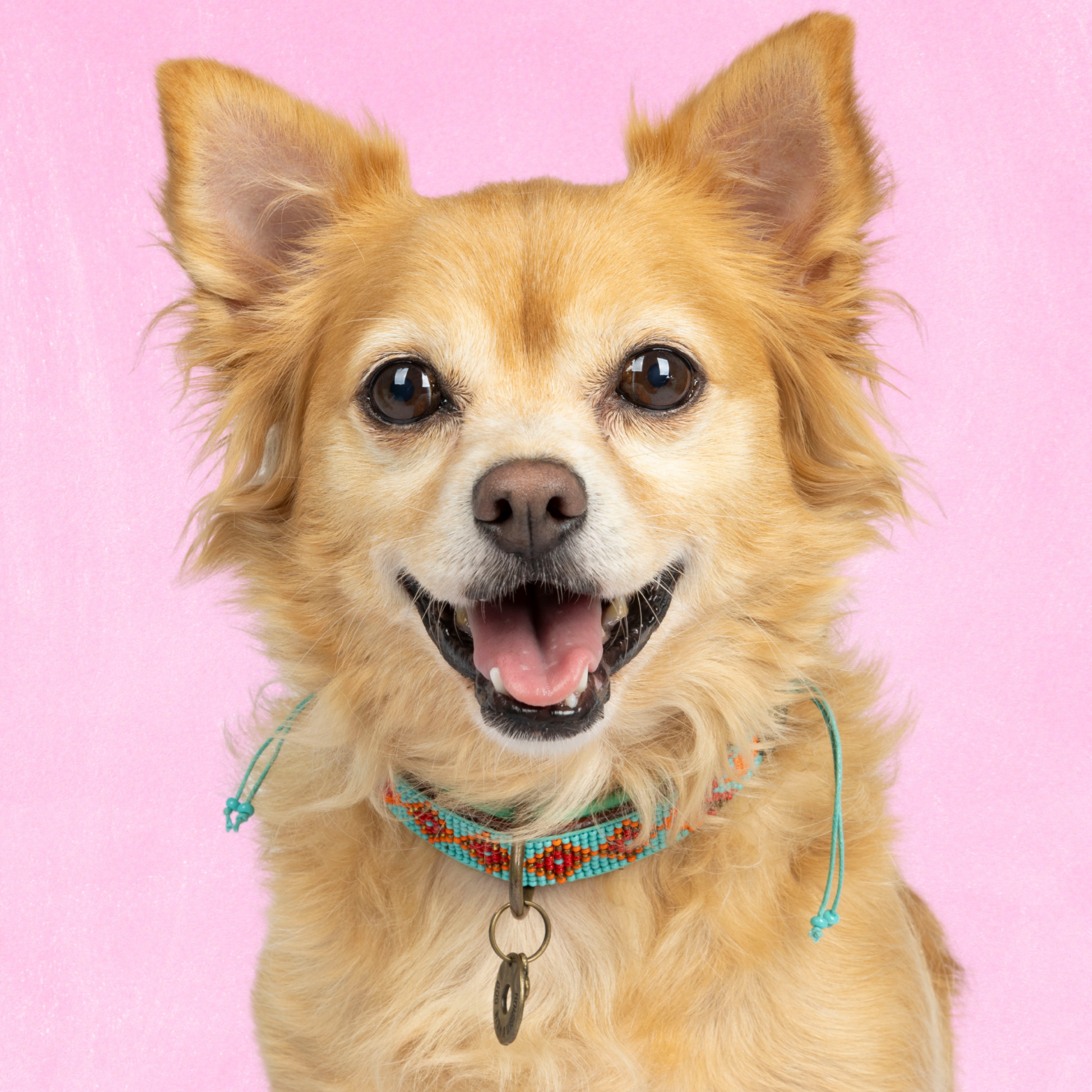 Dog with a Mission Paddy Lee collare cane perline turchese S 30-33 cm