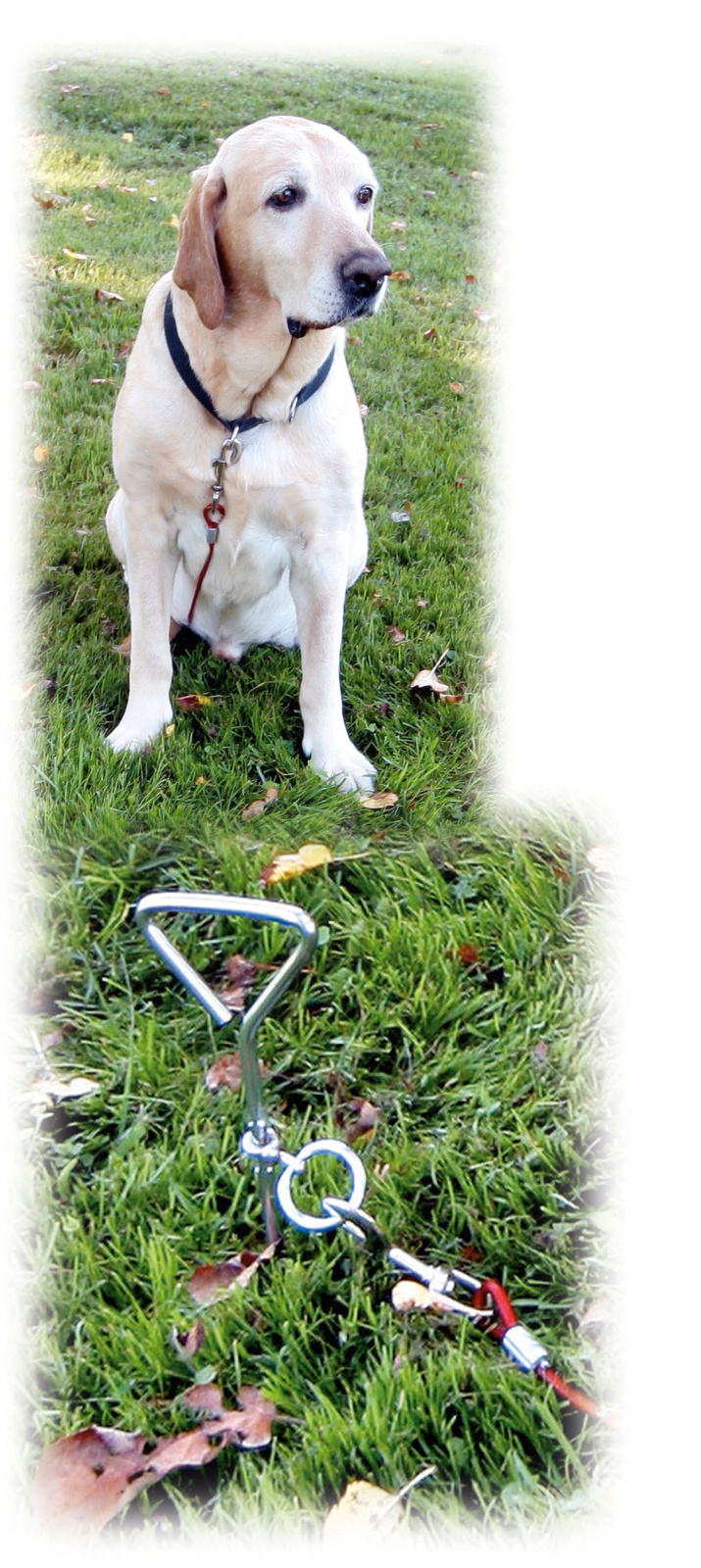 Kerbl Dog Home Paletto Spirale Cane con Cavo fino 30 Kg