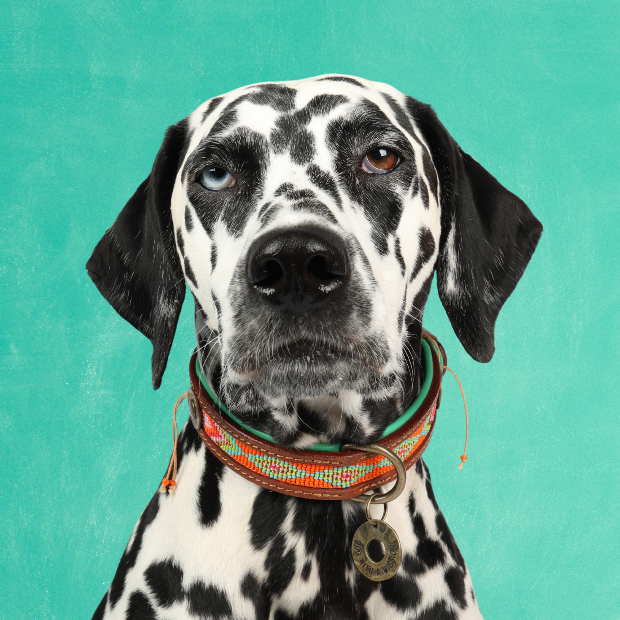 Dog with a Mission Tiger Lily collare pelle cane M arancione