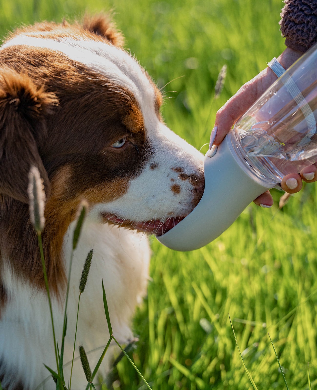 Lionto Borraccia Cane con Ciotola Grigia 500 ml