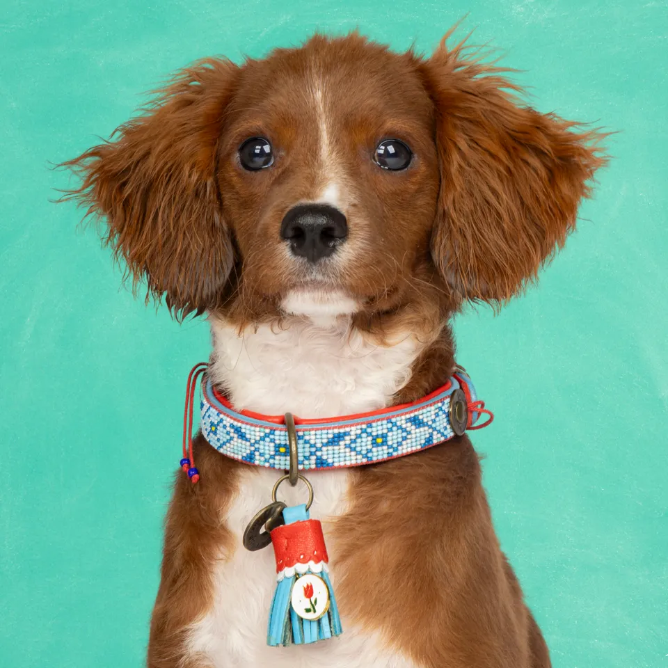 Dog with a Mission Dutchie collare XS azzurro 25-29 cm