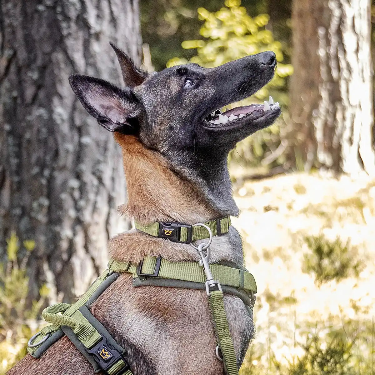 Rudelkönig Bella collare cane regolabile khaki