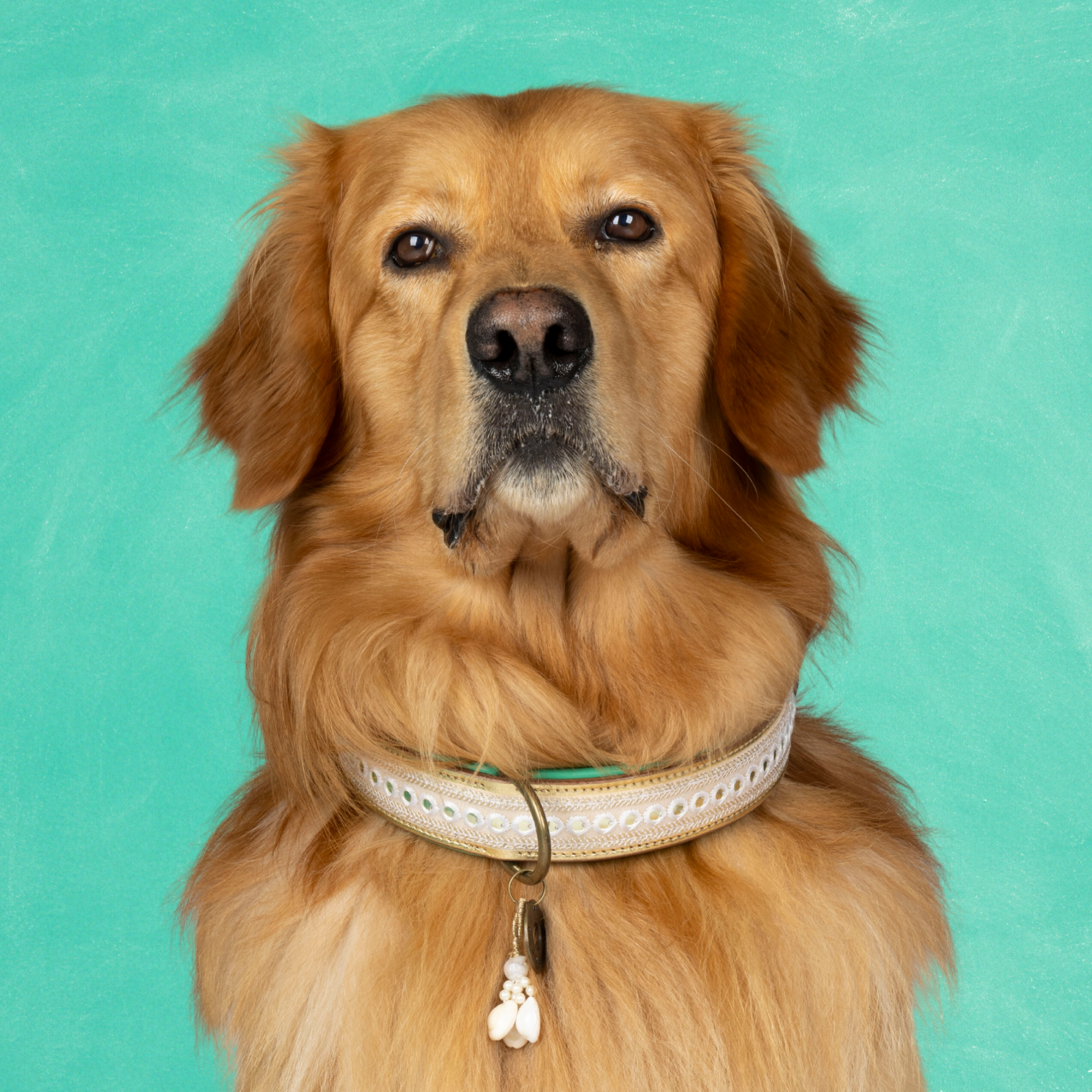 Dog with a Mission Love Story XL collare cane 48-57 cm oro