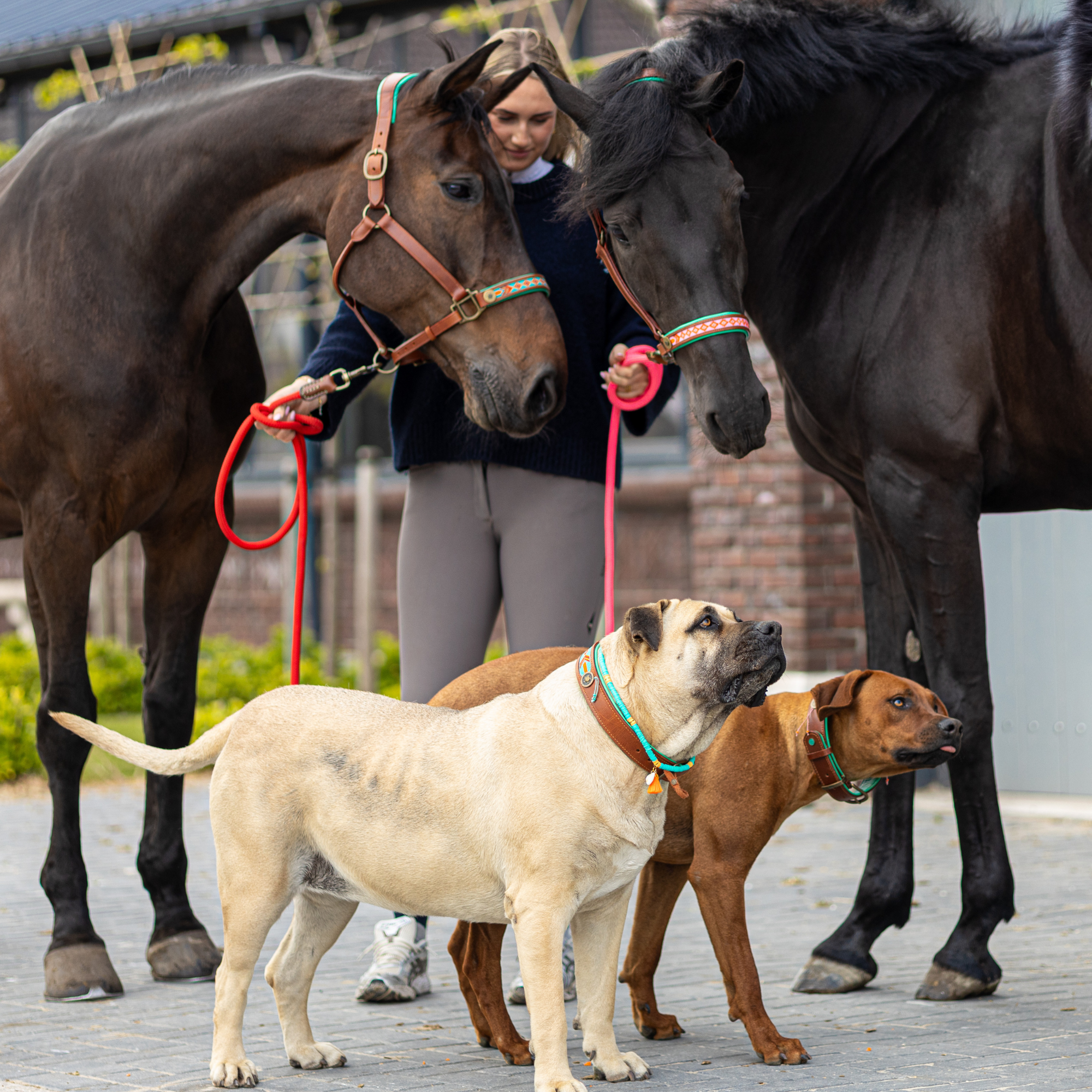 Dog with a Mission Sweet Mae cavezza cavallo Cob pelle marrone