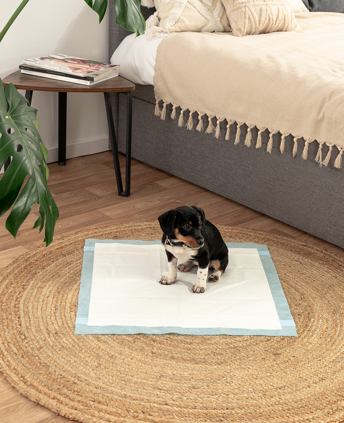 Lionto traverse cane assorbenti 60x60 cm 50 pezzi 6 strati