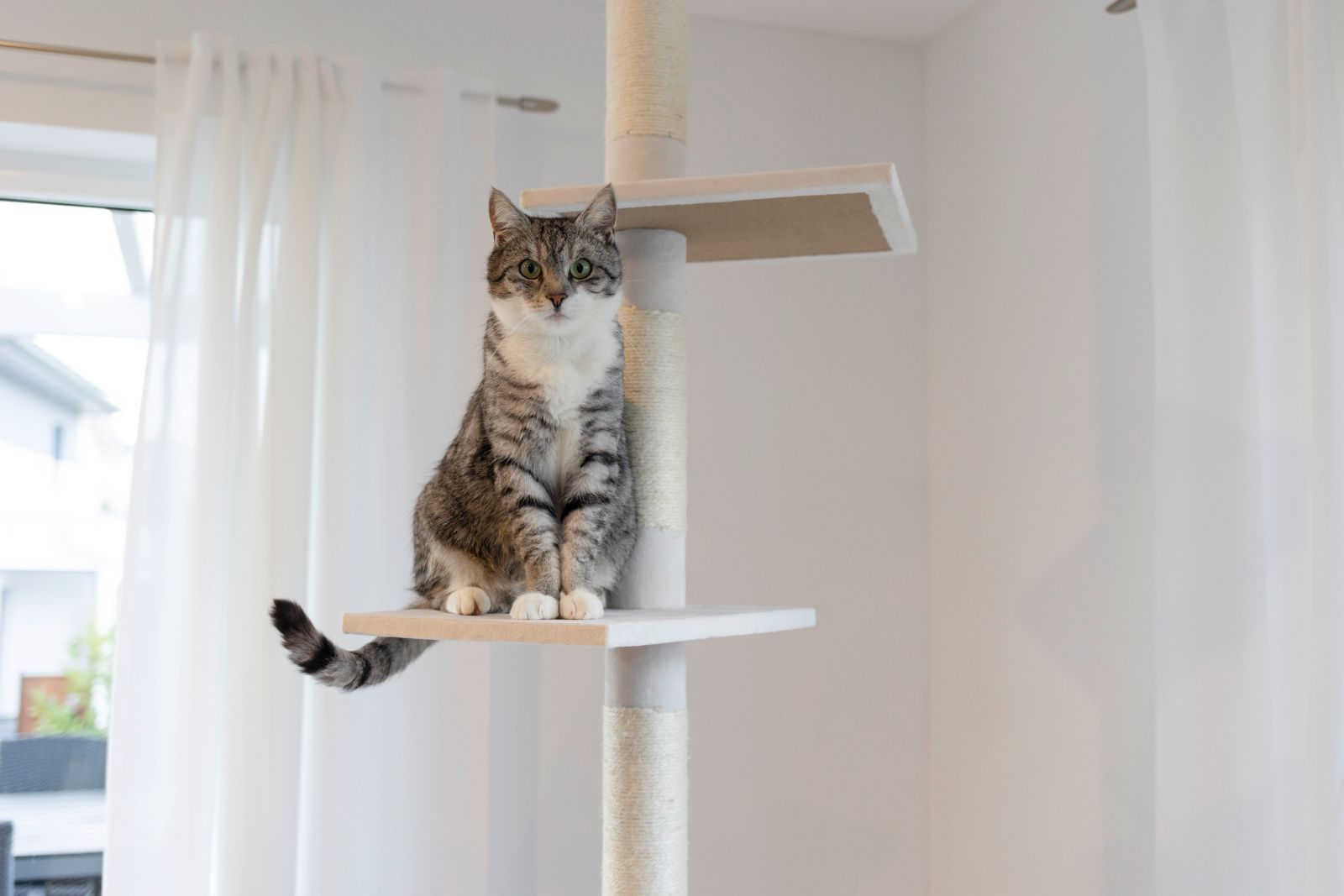 Kerbl Pet Ferdi albero tiragraffi a soffitto per gatti