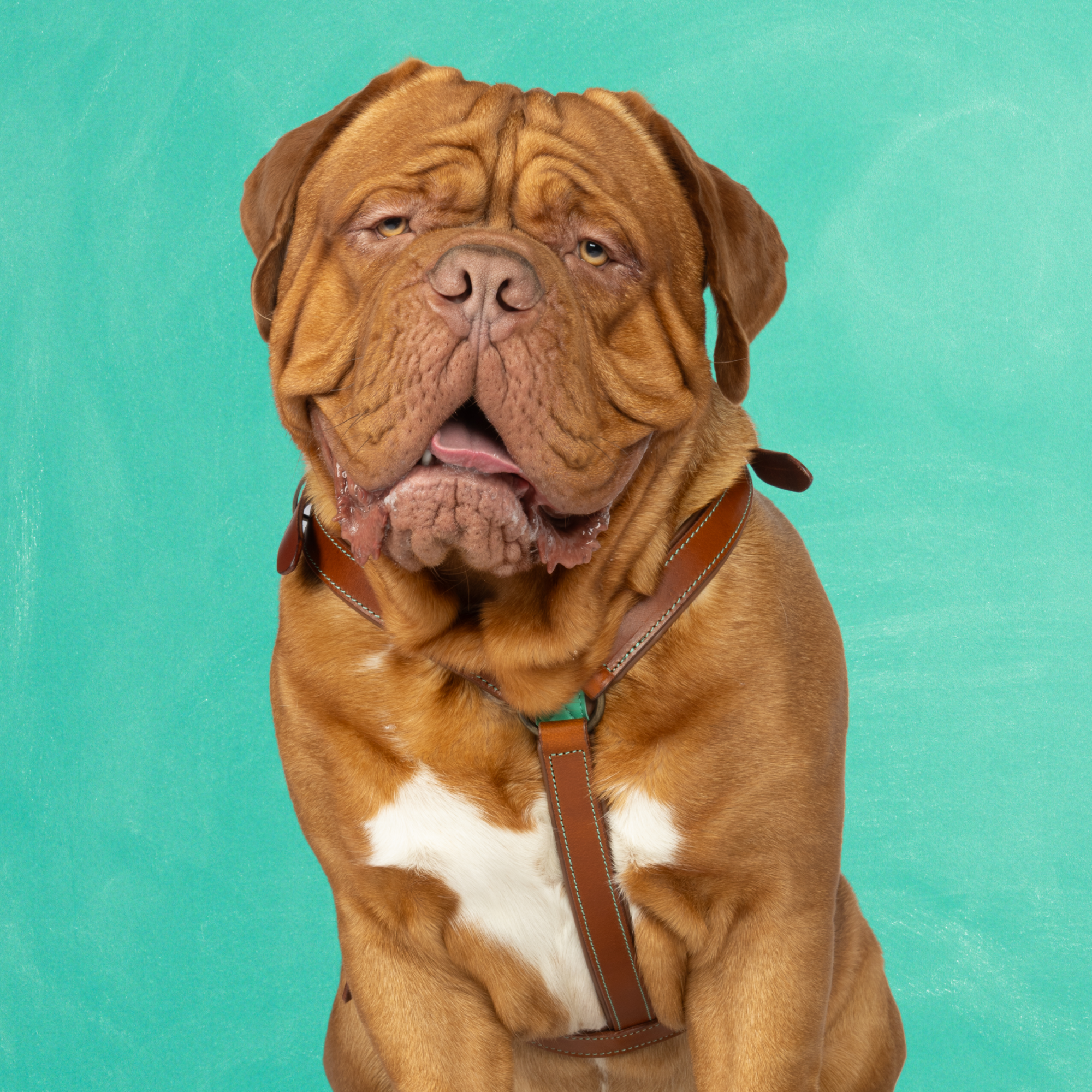 Dog with a Mission Boho Juan Pettorina Cane Blu XL Pelle