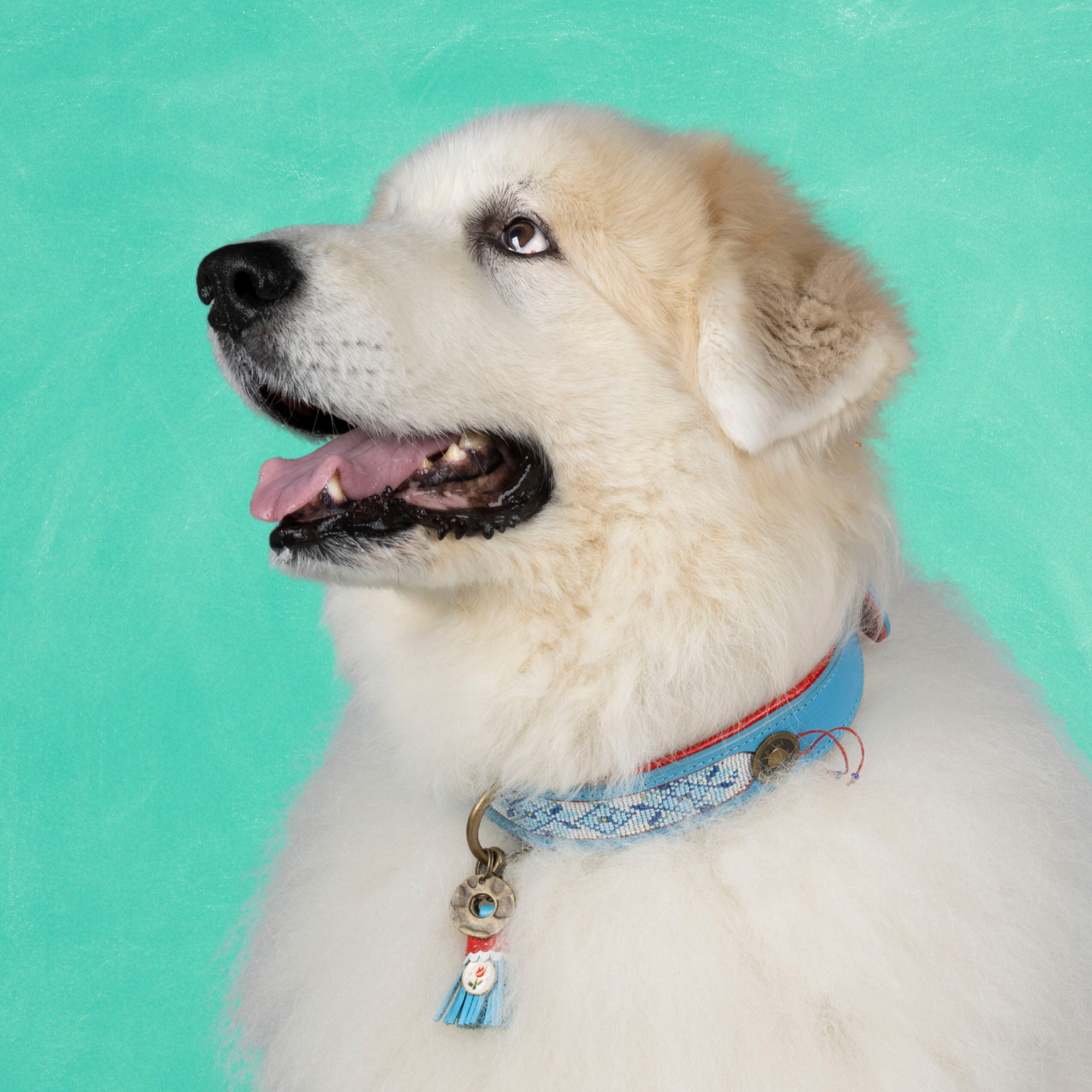 Dog with a Mission Dutchie XXL collare cane pelle perline blu