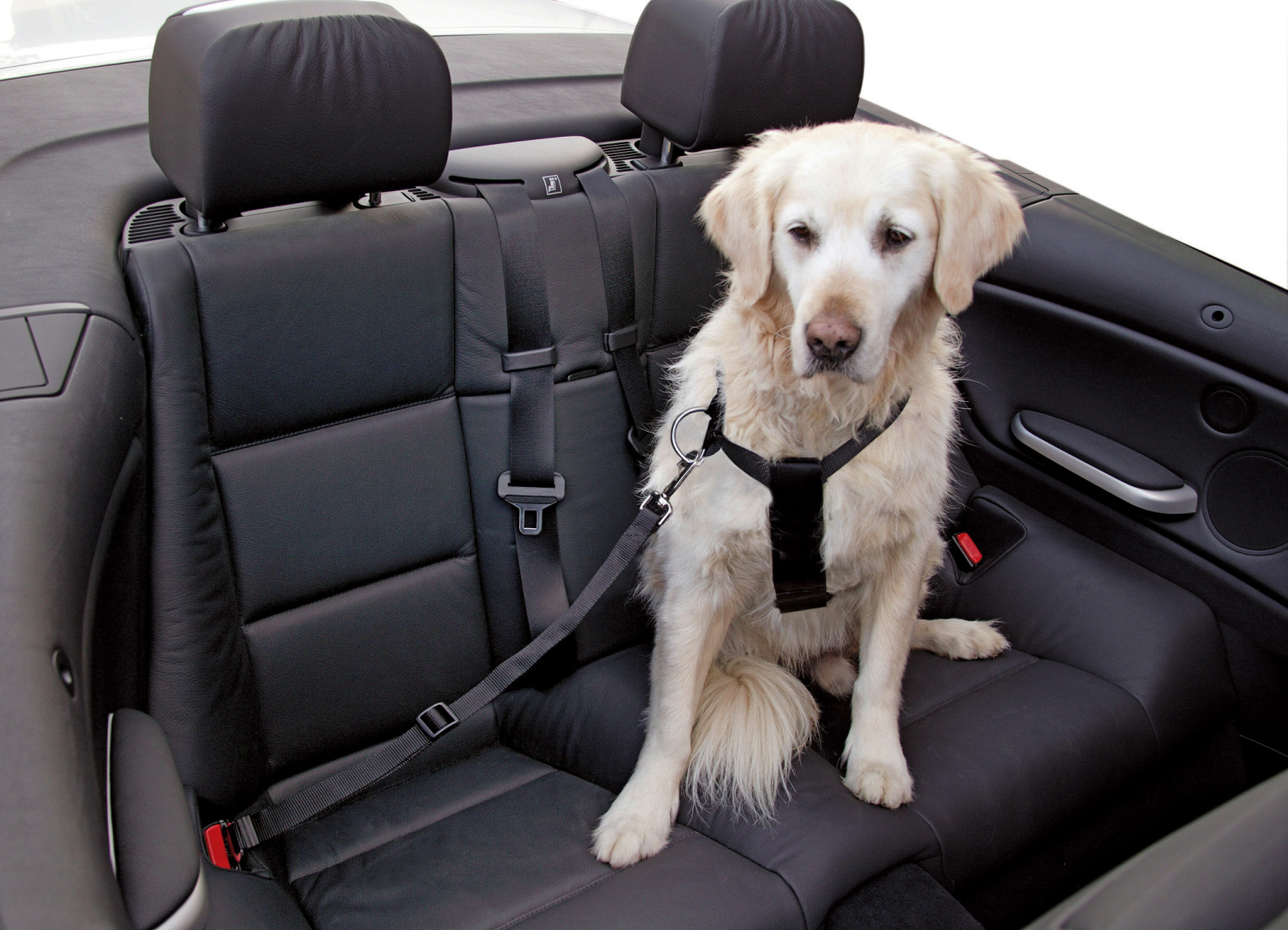 Kerbl Pet Car Dog Harness pettorina auto cani nylon