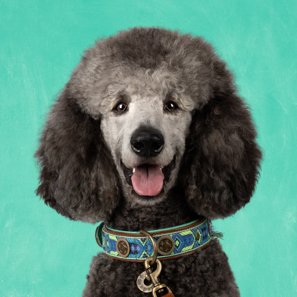 Dog with a Mission Boho Juan collare cane pelle marrone L 40-47 cm