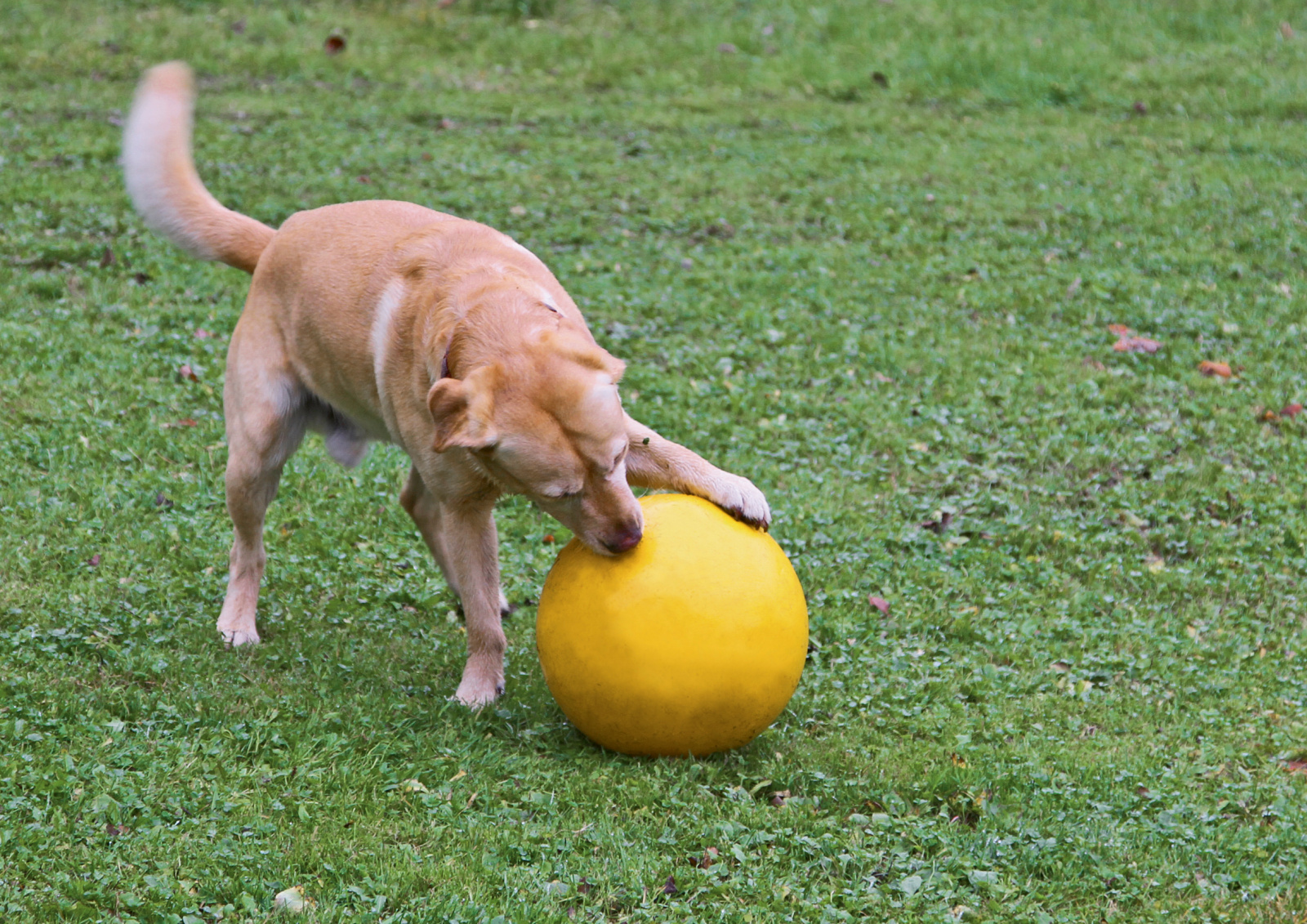 Kerbl Dog Toy palla gioco galleggiante per cani attiva