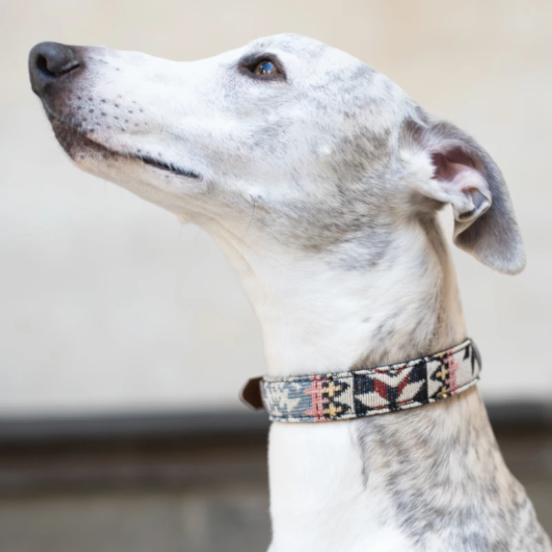 Toscani Edizioni speciali collare cane Native etnico