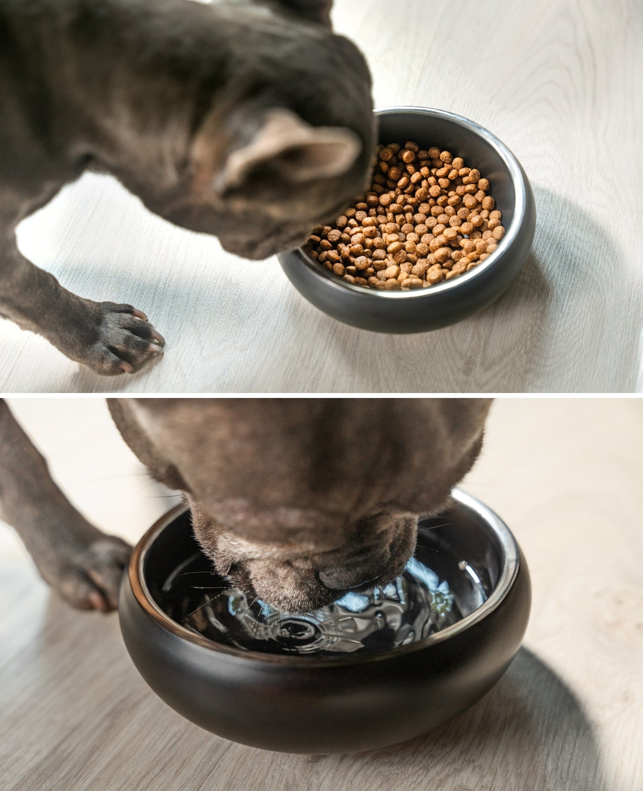 Lionto Hundenäpfe Ciotola Acciaio Cane 800 ml Nera Antiscivolo