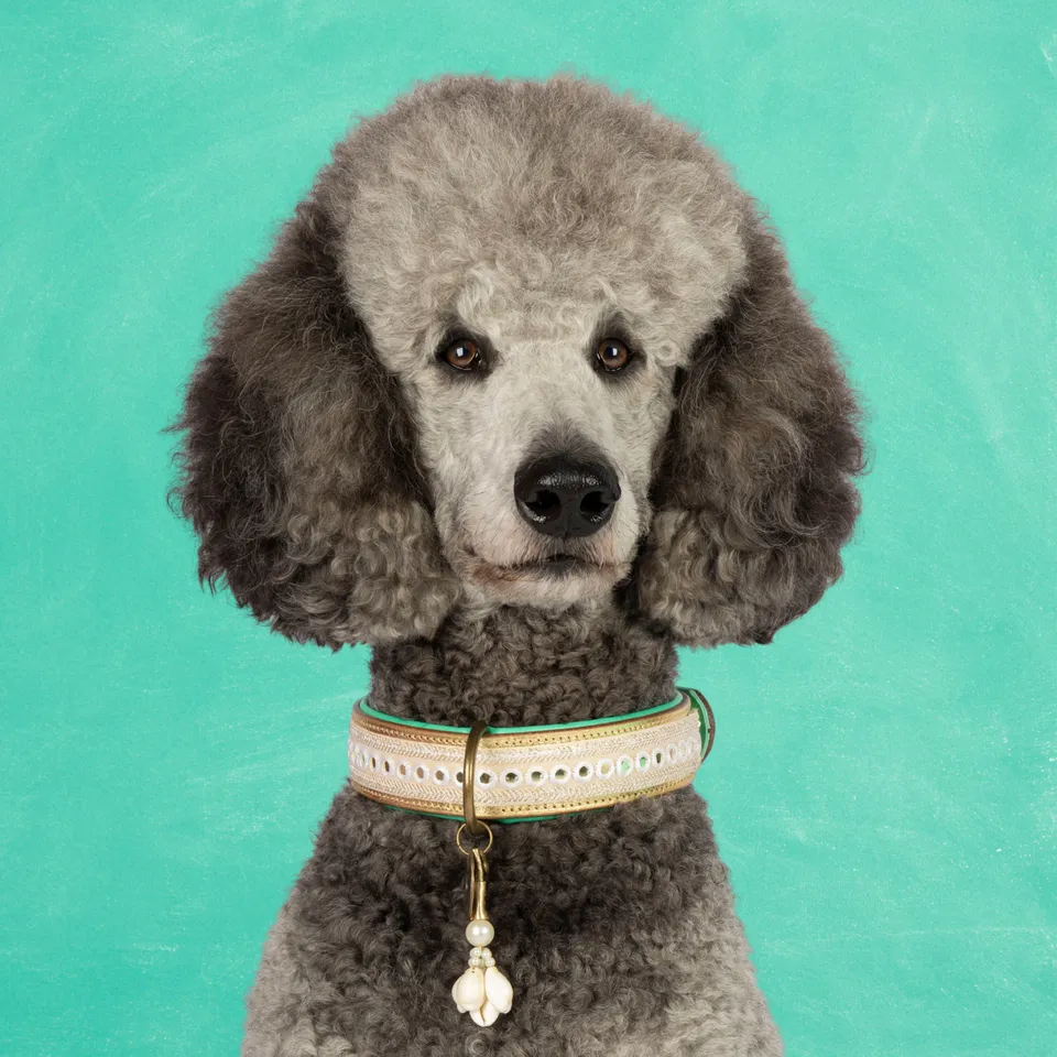 Dog with a Mission Love Story L collare cane pelle oro cerimonia
