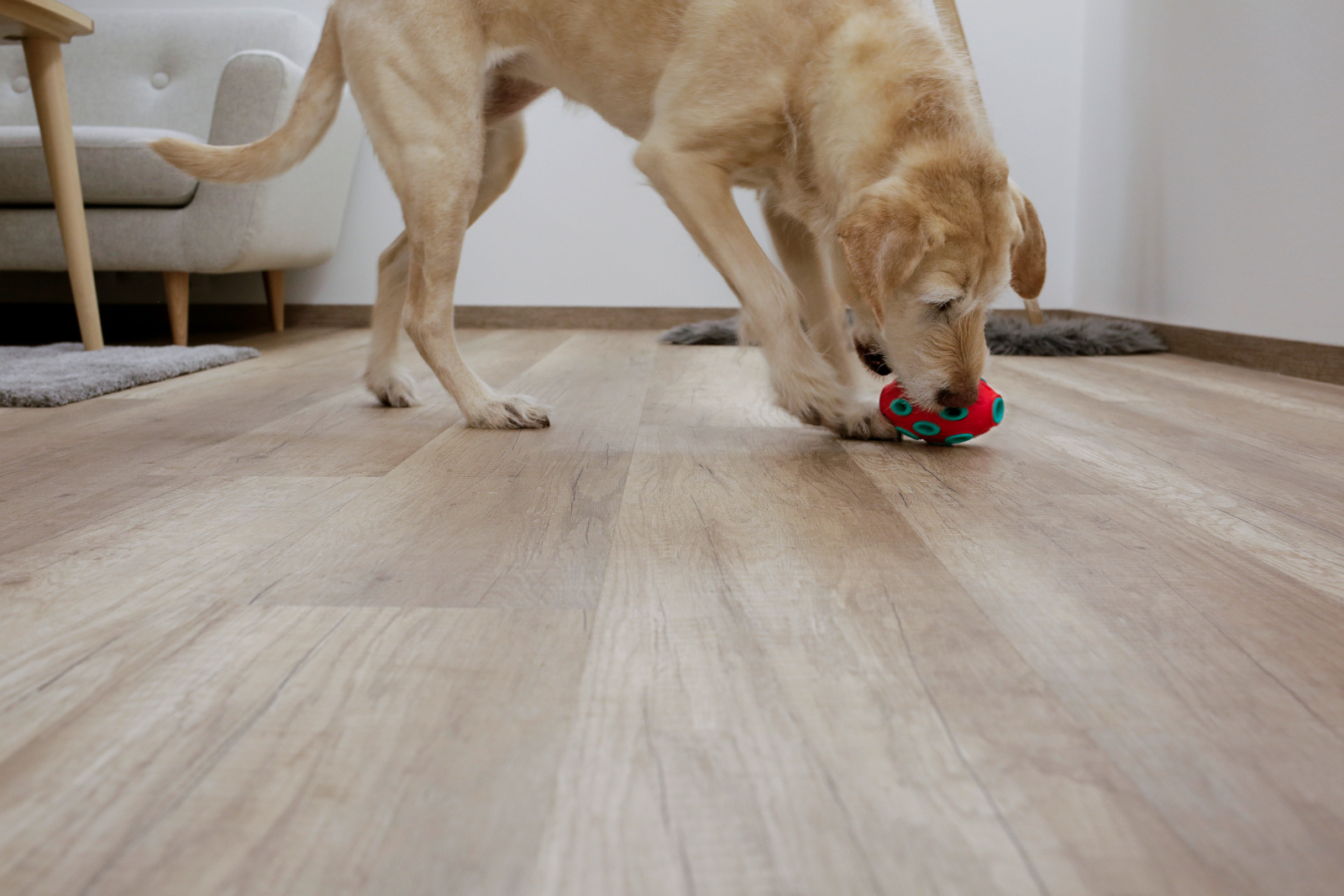 Kerbl Pet Rugby ToyFastic gioco cane riempibile snack