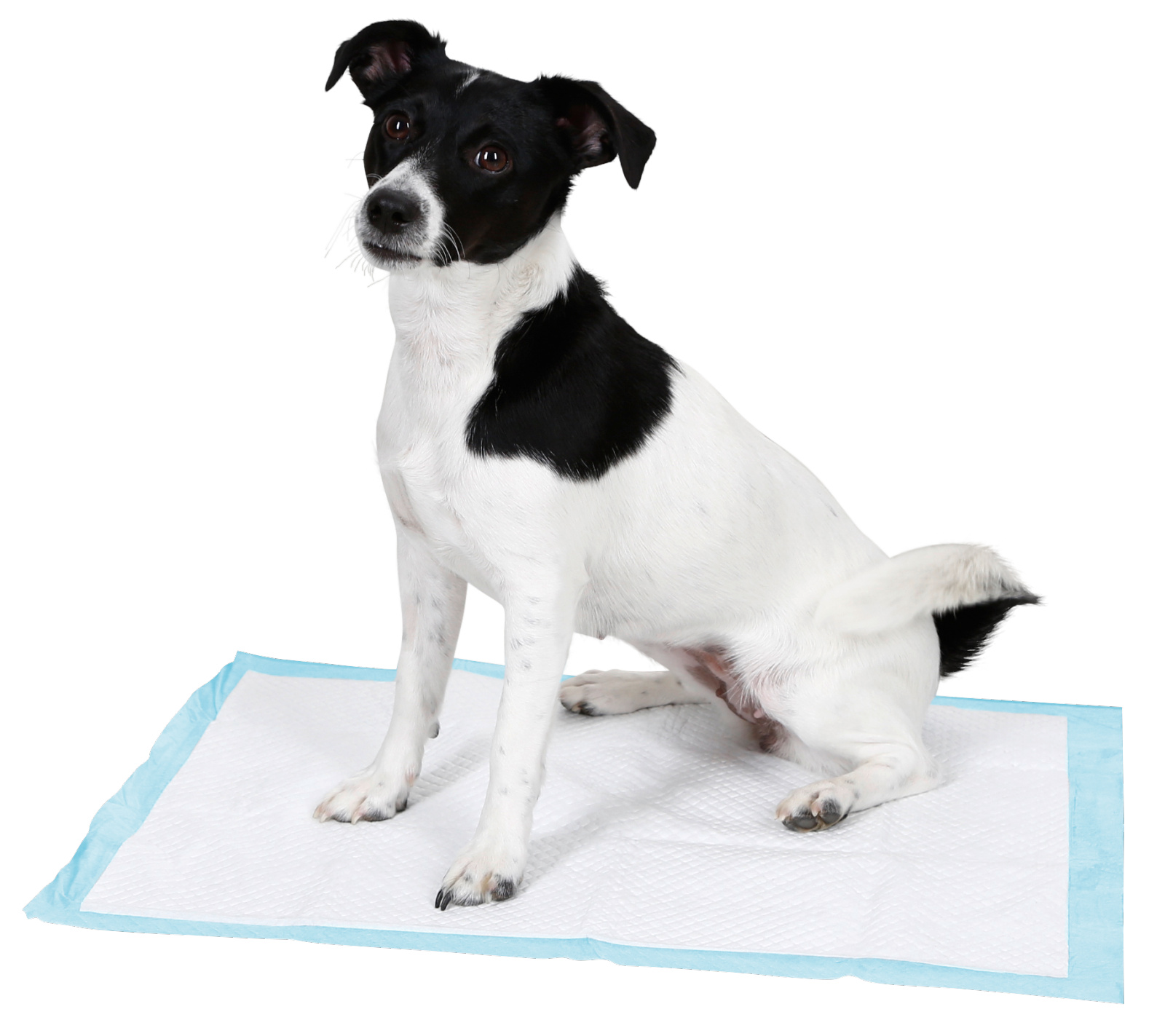 Kerbl Training Pad traversine cane assorbenti antiperdita