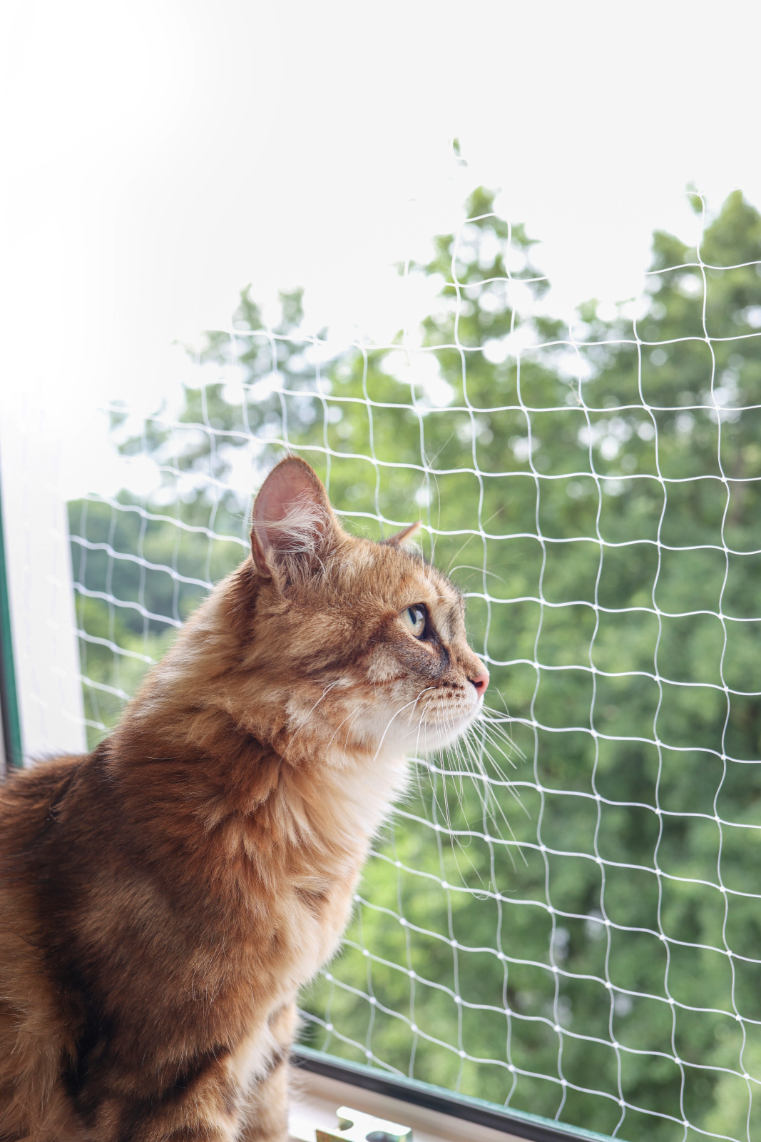 Kerbl Pet Cat Safety Net rete sicurezza gatti balcone con fissaggi