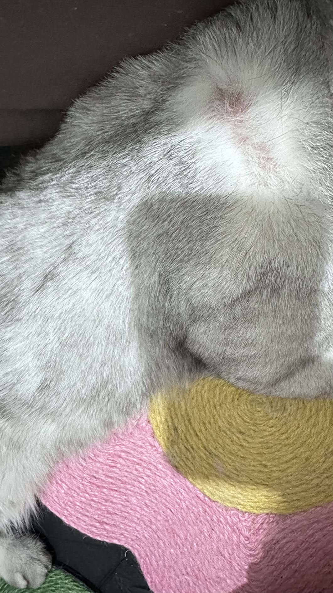 OHCOZZY Collare Elisabettiano Gatto M Azzurro Cotone
