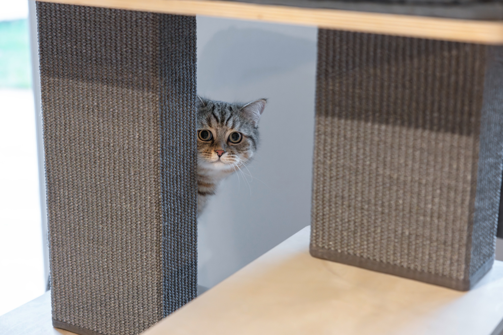 Kerbl Noah IV albero tiragraffi gatto sisal con cuccia