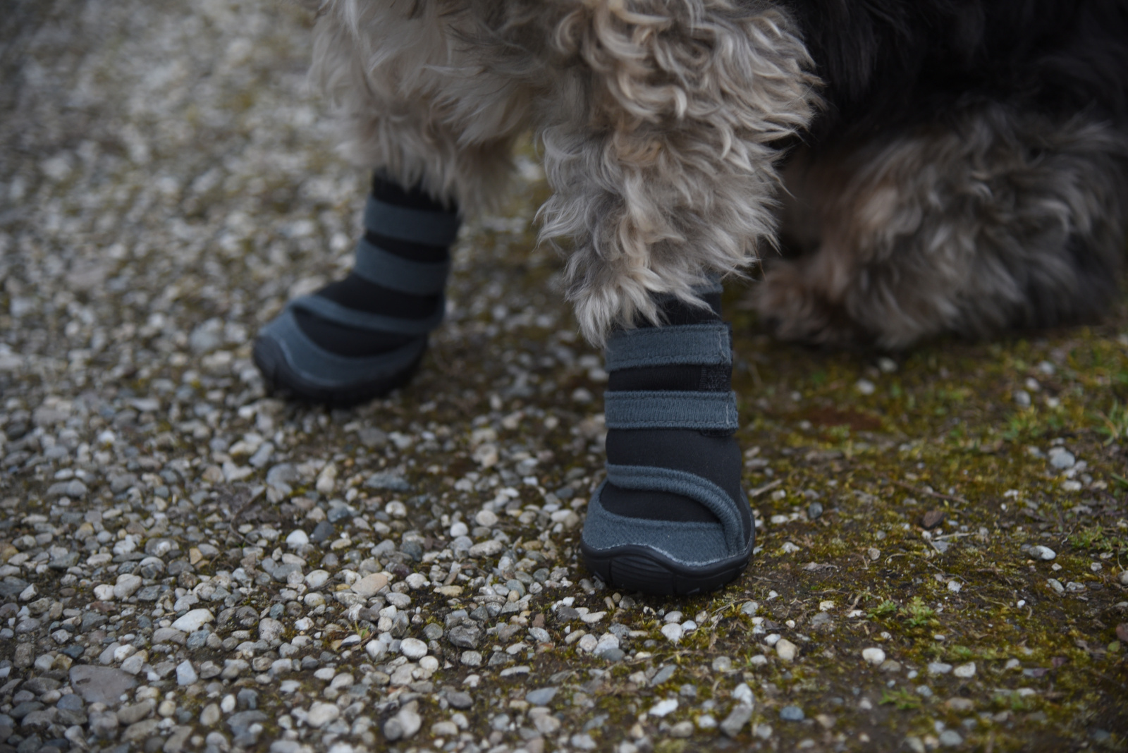 Kerbl Pet Paw Protector Active scarpette per cani