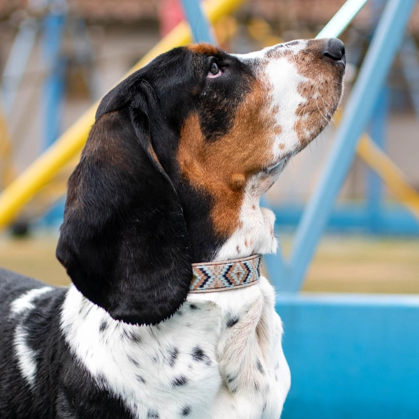 Toscani Edizioni speciali collare cane Indy geometrico