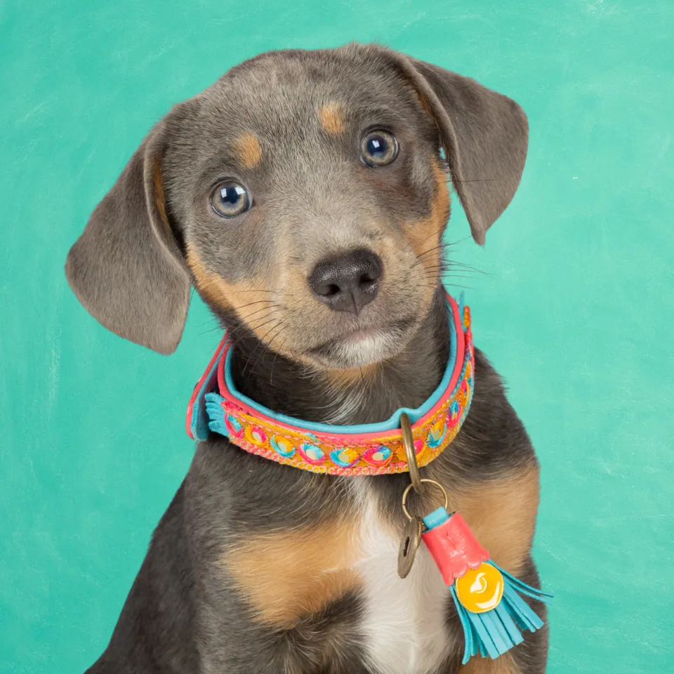 Dog with a Mission Indian Summer Collare Cane XS Rosa 25-29 cm
