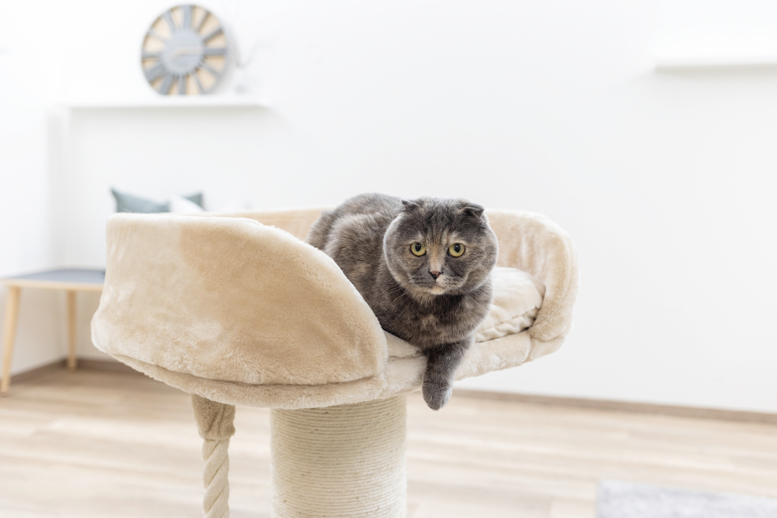 Kerbl Pet Toni XL Cat Tree tiragraffi gatto grande colonna sisal