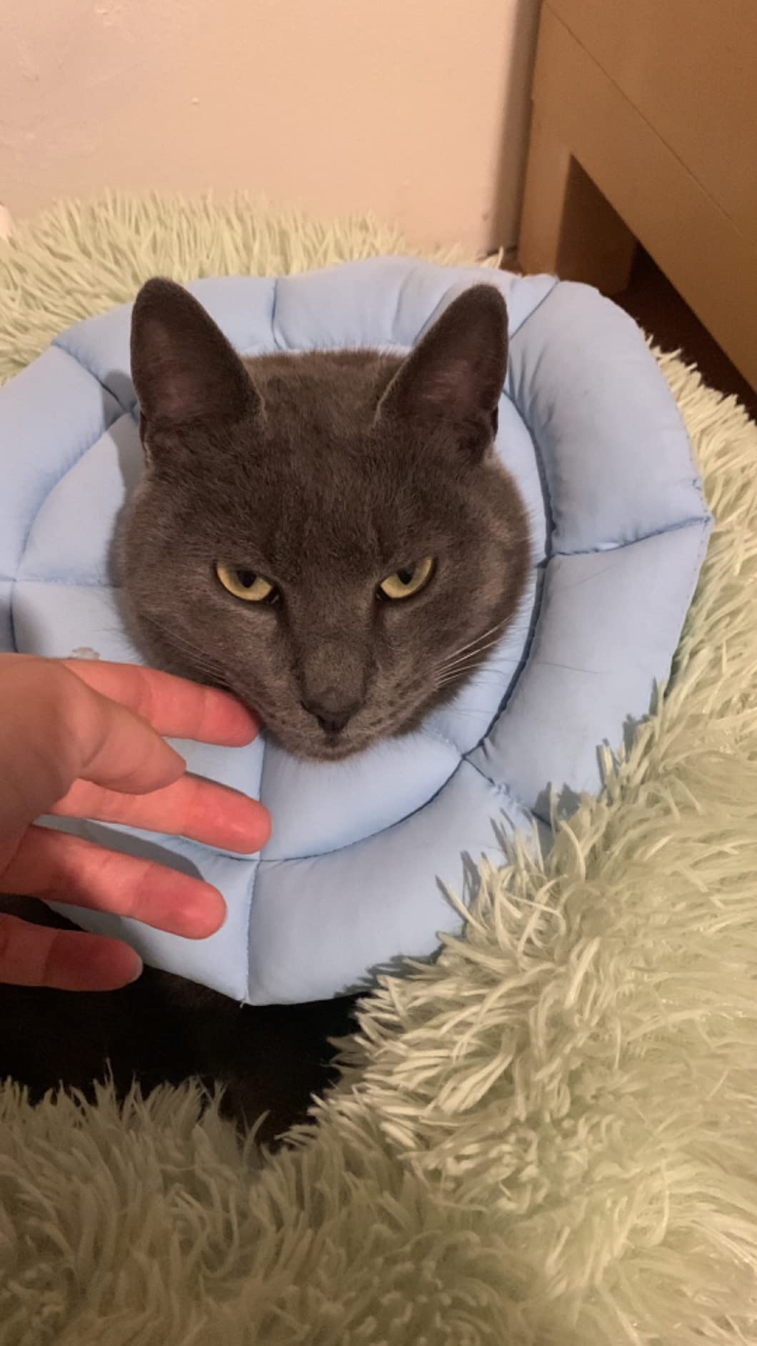 OHCOZZY Collare Elisabettiano Gatto M Azzurro Cotone