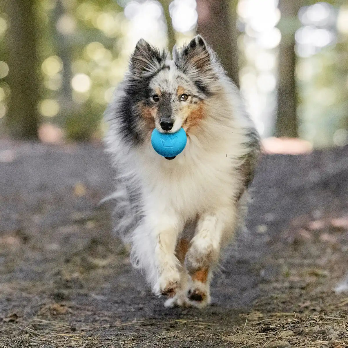 Rudelkönig palla cane caucciù arancione blu da riporto
