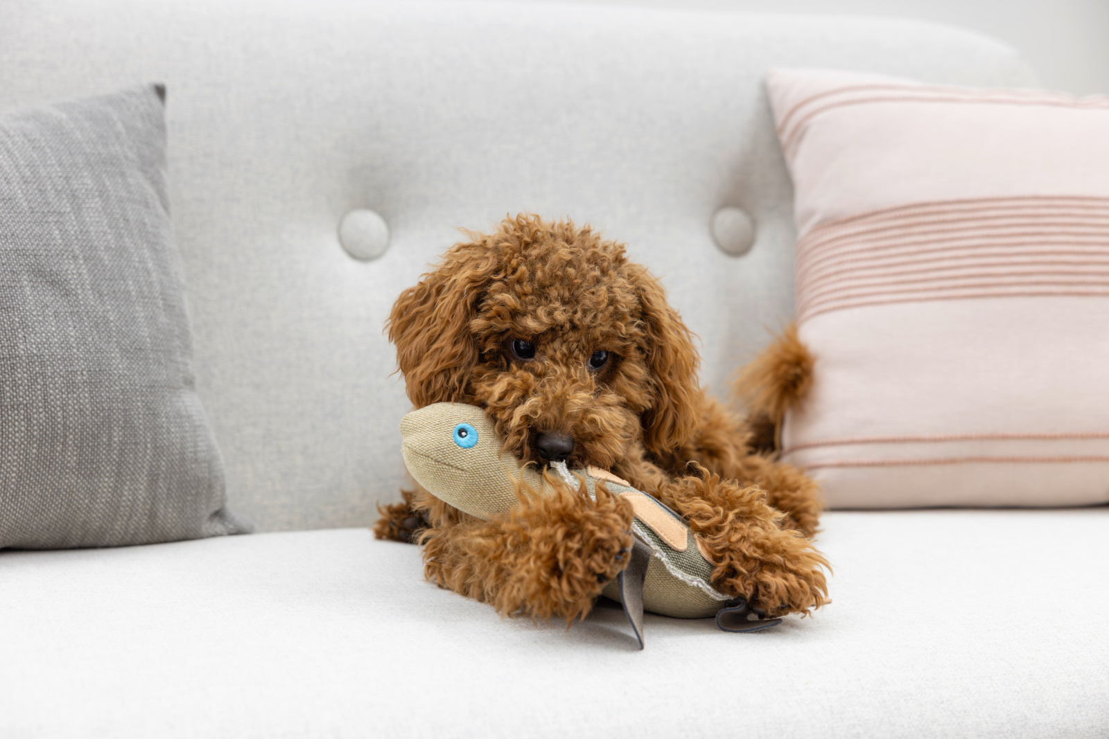 Kerbl Pet Turtle Tukki gioco cane tartaruga canvas