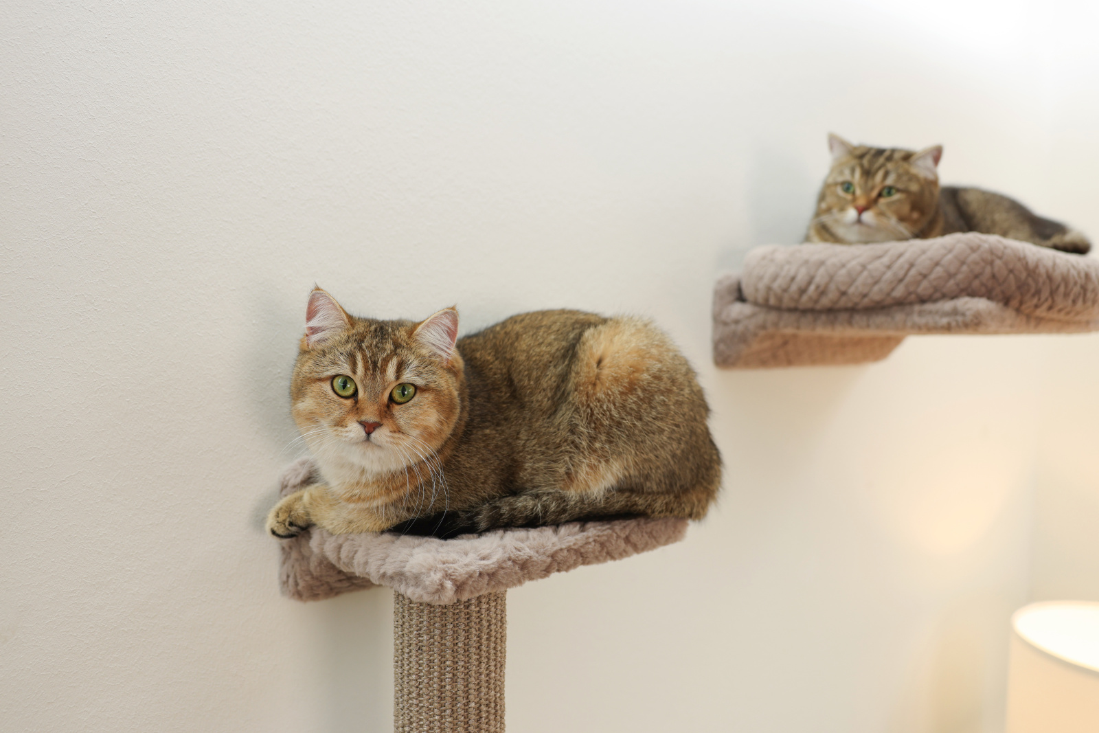 Kerbl Monte Alpi Parete Arrampicata Gatto 4 Pezzi con Sisal