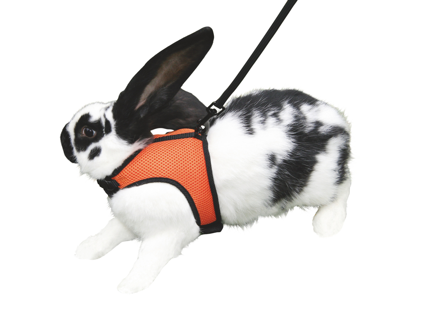 Kerbl Pet Rodent Harness Sport pettorina coniglio mesh guinzaglio