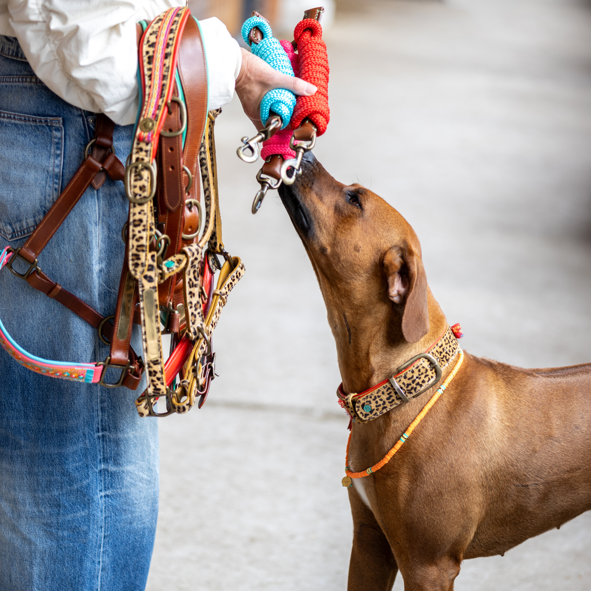 Dog with a Mission Gypsy Full capezza cavallo leopard in cuoio
