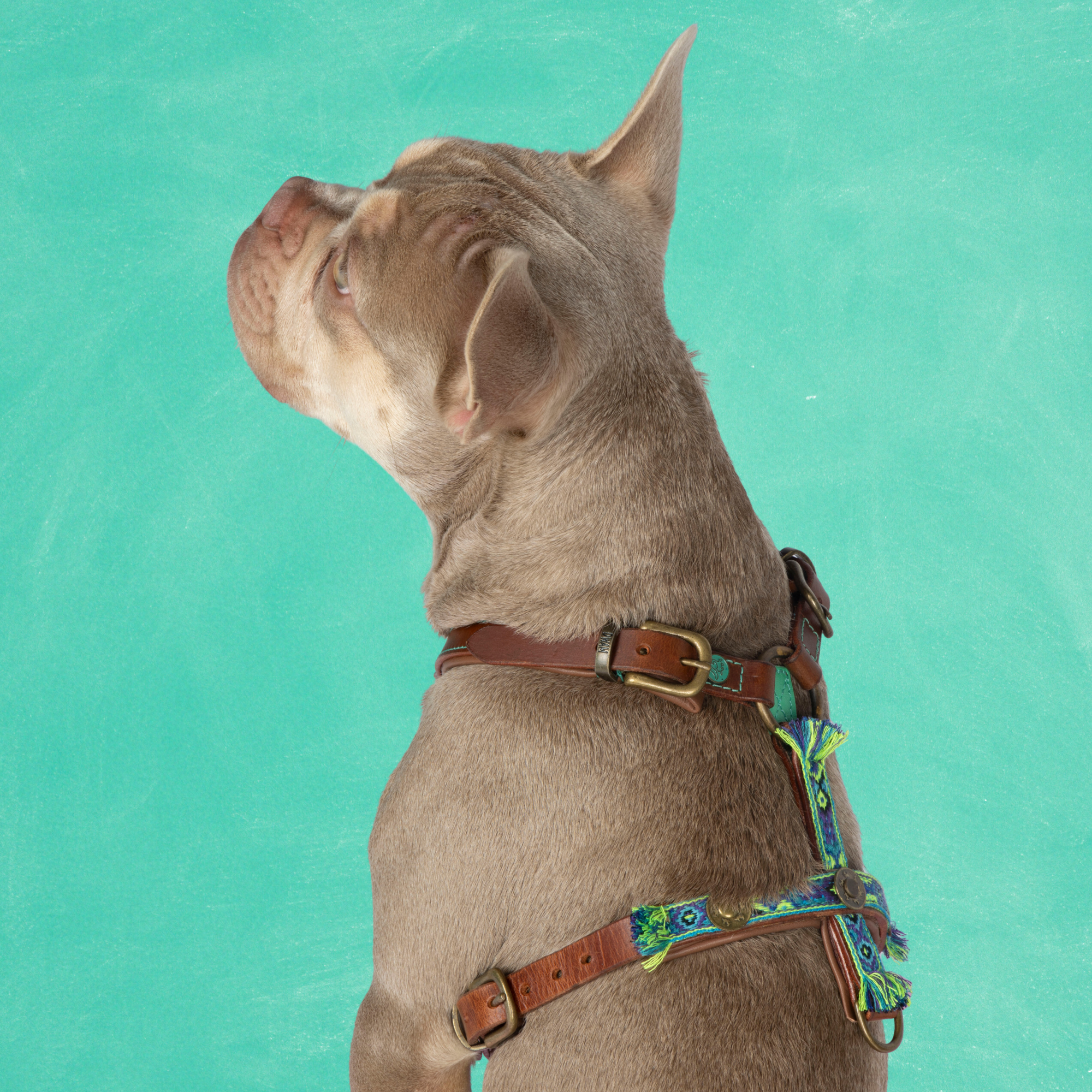 Dog with a Mission Boho Juan pettorina cane blu M 54-68 cm
