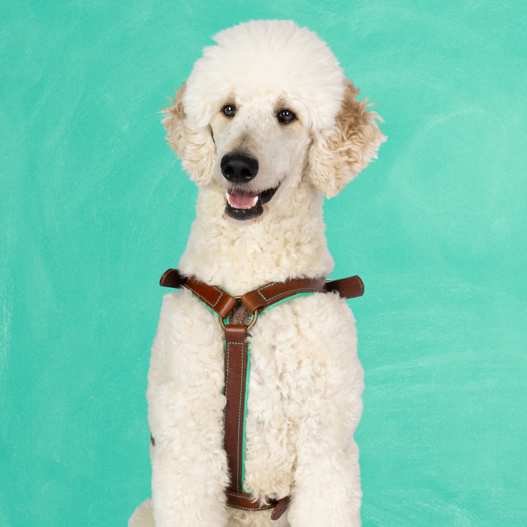 Dog with a Mission Rock pettorina cane pelle marrone L 63-76 cm