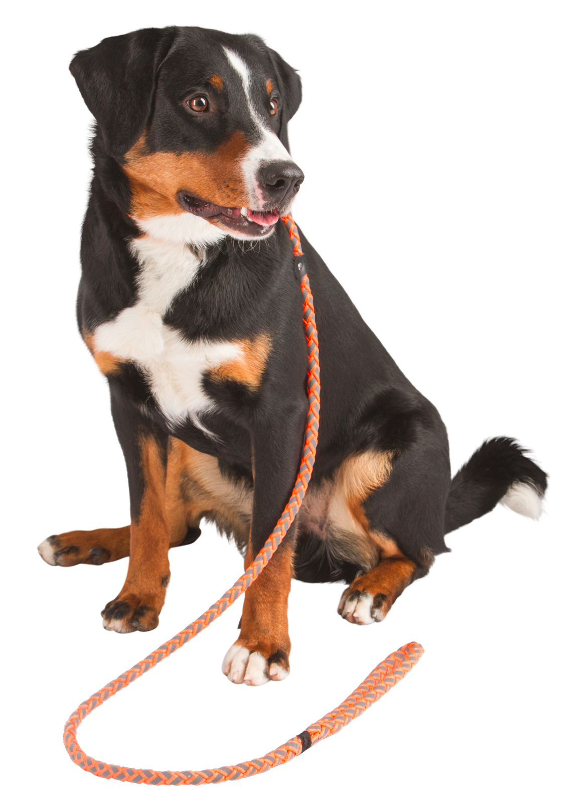 Kerbl Slip Leash Maxi Safe guinzaglio cane nylon riflettente
