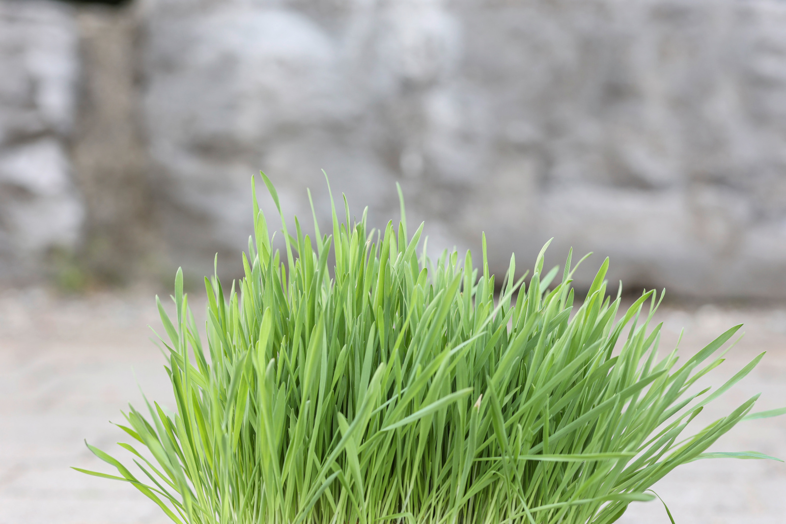 Kerbl Pet Cat Grass Erba Gatta Fresca Snack Gatti Da Coltivare