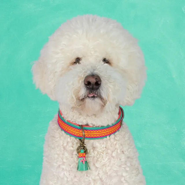 Dog with a Mission Maui collare cane L turchese 40-47 cm 4 cm
