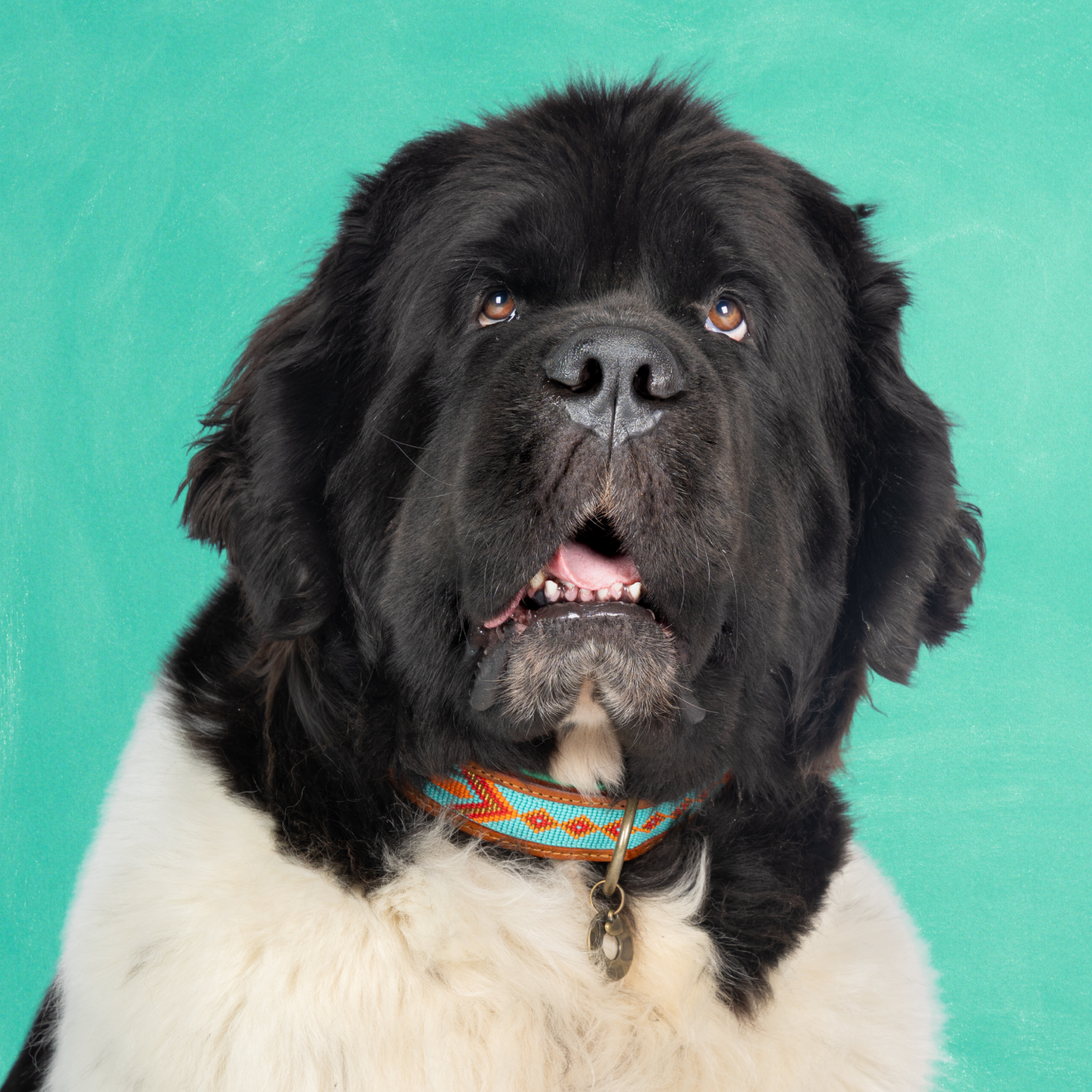 Dog with a Mission Paddy Lee Collare XXL turchese 58-65cm